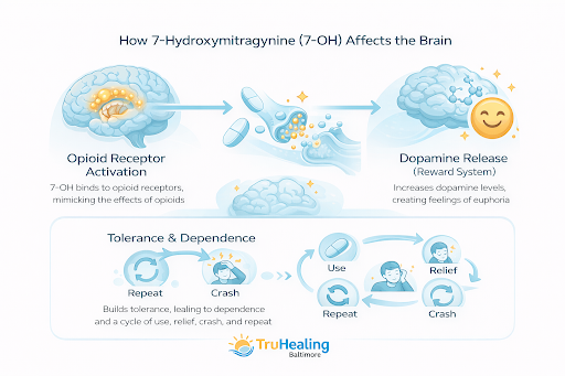 Infographic showing how 7-hydroxymitragynine (7-OH) affects the brain through opioid receptor activation, dopamine release, and the cycle of tolerance and dependence.